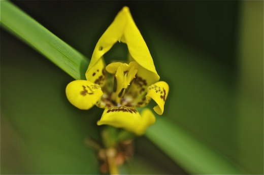 Trimésia, iris de Martinique