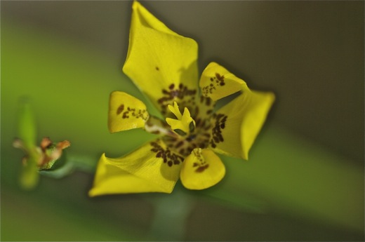 Trimésia, iris de Martinique