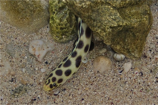 anguille-serpent tachetée