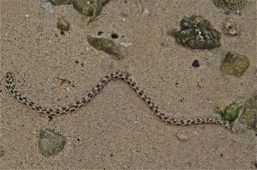 anguille-serpent tachetée