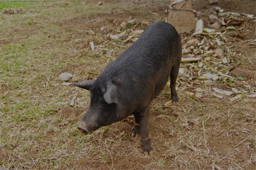 Pua'a (cochon)
