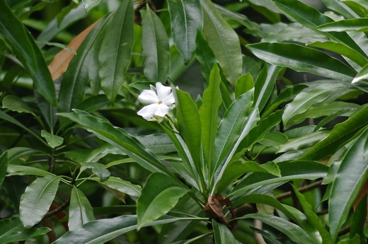 fleur du reva (Cerbera manghas)