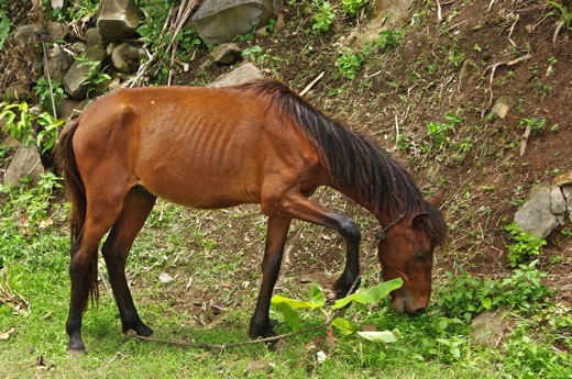 cheval de Rurutu