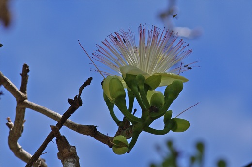 fleur du Hotu, hutu