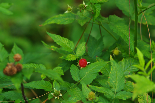 framboise sauvage : Rubus rosifolius