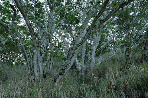 acacias falcatas