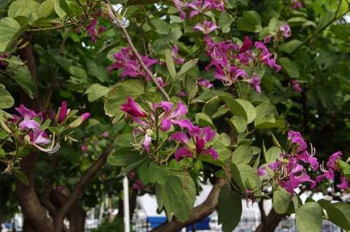 arbre à orchidées (Bauhinia x blakeana)