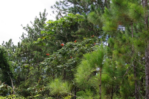 Pinus, Parasolier, Tulipier du Gabon etc.