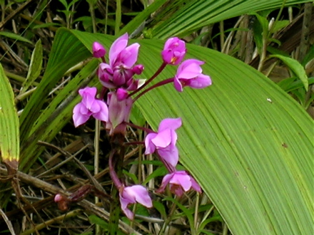 Orchidée palmier