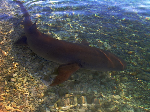 requin nourrice (Nebrius ferrugineus)
