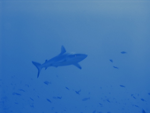 requin gris de récif  (Carcharhinus amblyrhynchos)