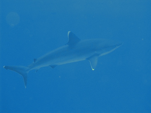 requin du récif à pointes blanches (Carcharhinus albimarginatus)