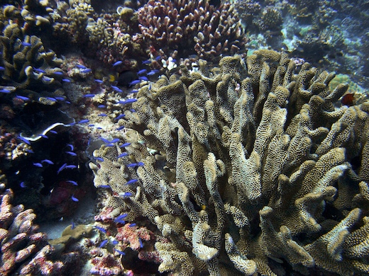 banc d'Anthias, corail Acropora