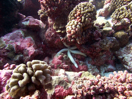 étoile de mer Linckia sp et coraux