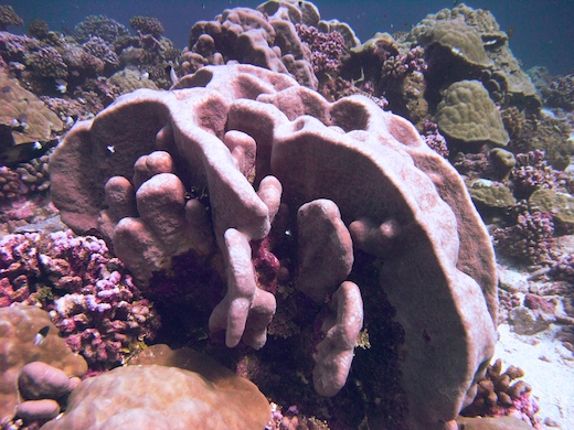 bloc corail