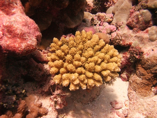 corail Acropora