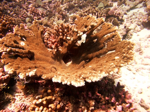 corail Acropora palmata (vue du dessus)