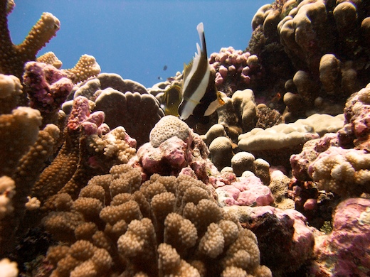 coraux et Taurillon à trois bandes