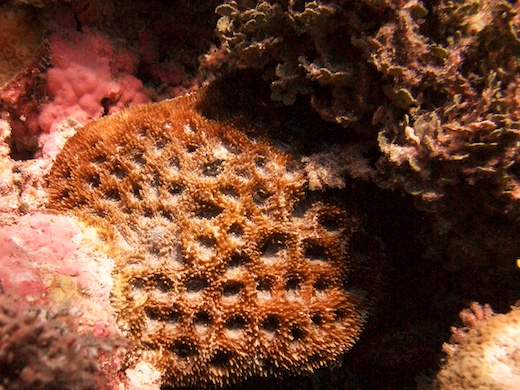 corail dur acanthastrea echinata