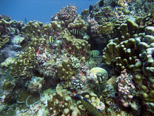 faune corallienne