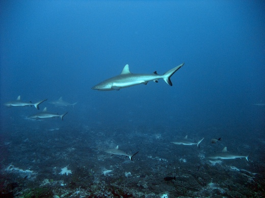 requins gris de récif  (Carcharhinus amblyrhynchos) + requin bordé (Carcharhinus limbatus)