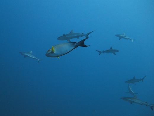 poisson-chirurgien à nageoires jaunes (Acanthurus xanthopterus) et requins gris de récif (Carcharhinus amblyrhynchos)