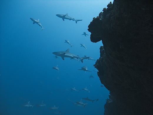 requins gris de récif (Carcharhinus amblyrhynchos)