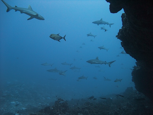 requins gris de récif  (Carcharhinus amblyrhynchos) + carangue noire (Caranx lugubris)