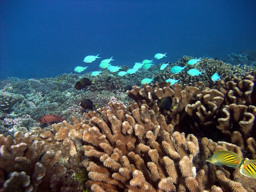 divers poissons coralliens