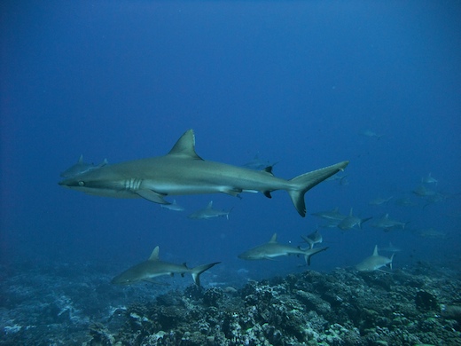 requins gris de récif  (Carcharhinus amblyrhynchos)