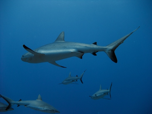 requins gris de récif (Carcharhinus amblyrhynchos)