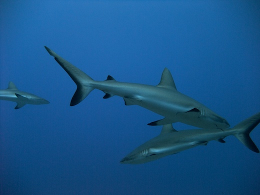 requins gris de récif  (Carcharhinus amblyrhynchos)