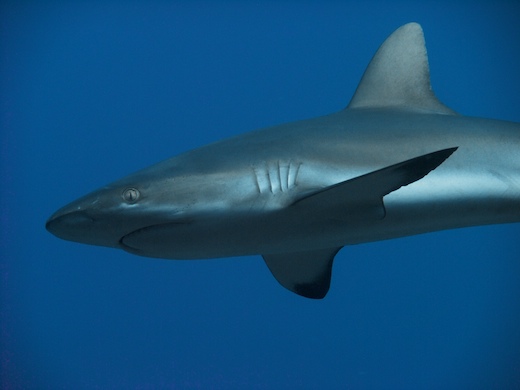 requin gris de récif  (Carcharhinus amblyrhynchos)