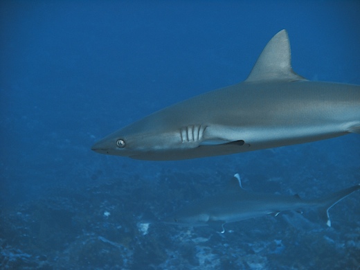 requin gris de récif  (Carcharhinus amblyrhynchos) + requin du récif à pointes blanches (Carcharhinus albimarginatus),