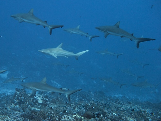 requins gris de récif  (Carcharhinus amblyrhynchos) + requin bordé (Carcharhinus limbatus)