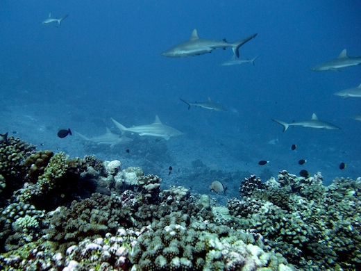 requins gris de récif  (Carcharhinus amblyrhynchos) + requins bordés (Carcharhinus limbatus)
