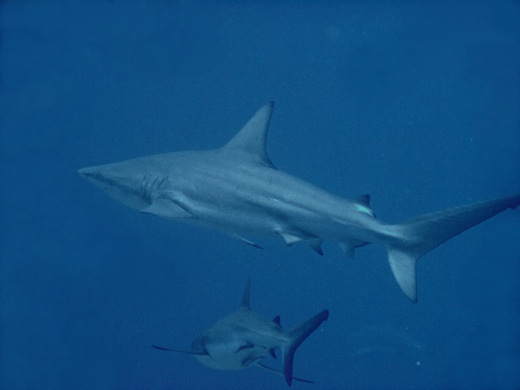 requin bordé (Carcharhinus limbatus)