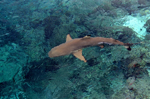 requin pointe noire (Carcharhinus melanopterus)