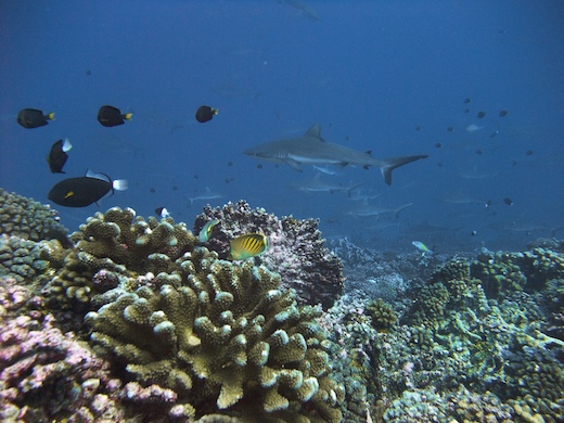 faune sous-marine