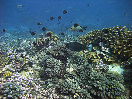 faune sous-marine