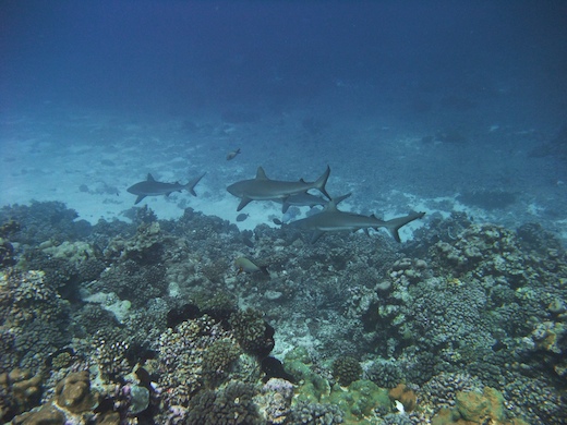 requin gris de récif  Carcharhinus amblyrhynchos