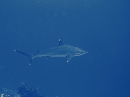 requin du récif à pointes blanches (Carcharhinus albimarginatus)