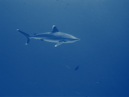 requin du récif à pointes blanches (Carcharhinus albimarginatus)