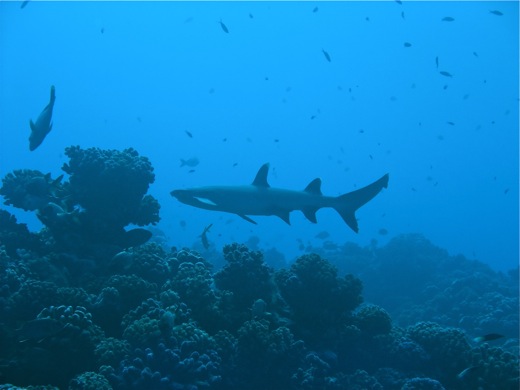 Requin du recif à pointes blanches, "Tapete"