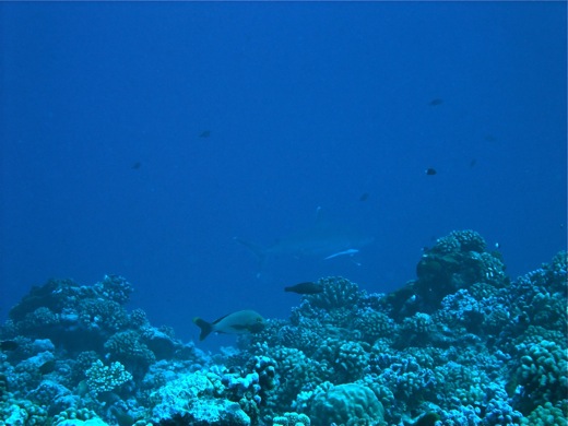 Requin du récif à pointes blanches