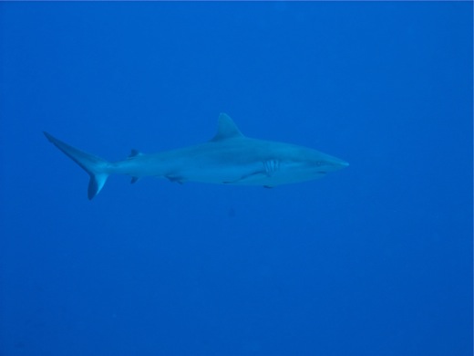 Requin gris de récif :  Carcharhinus amblyrhynos