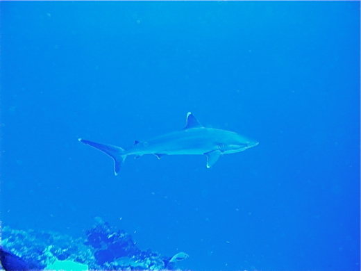 Carcharhinus albimarginatus ou ''Ma'o tãpete''