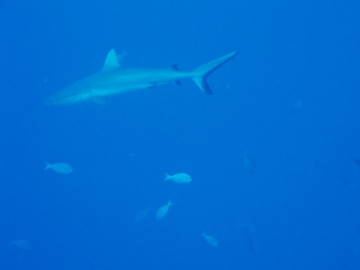 Requin gris de récif :  Carcharhinus amblyrhynos