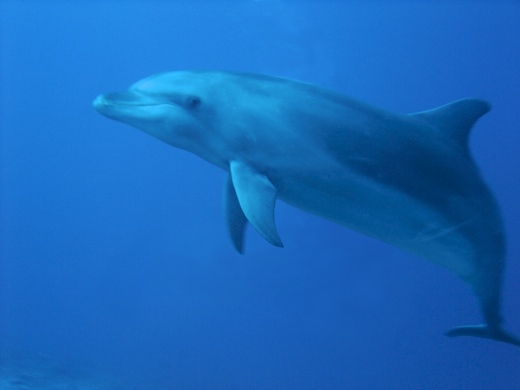 Le grand dauphin (Tursiops truncatus)