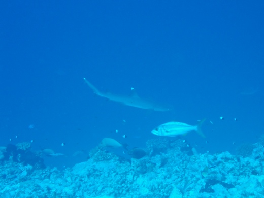 Requin du récif à pointes blanches et Perche ardoise